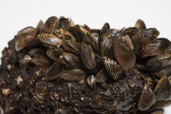 Picture of Zebra Mussels